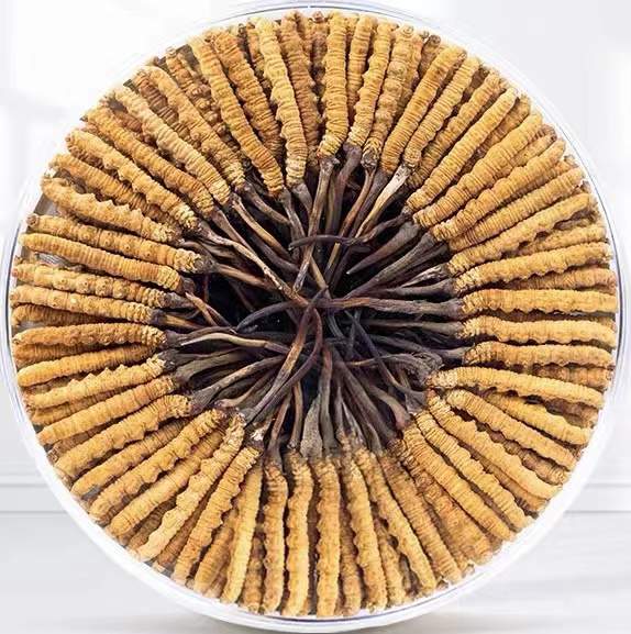 阿拉尔农场冬虫夏草回收